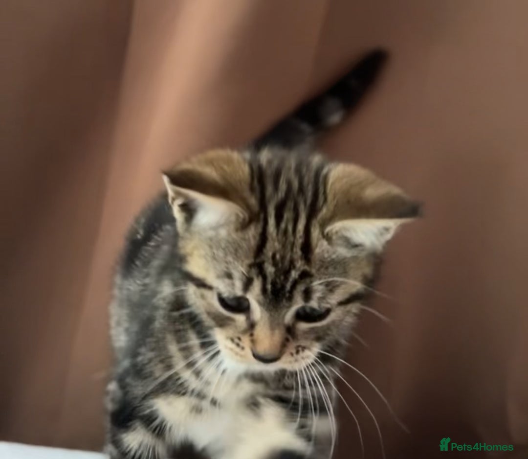 European cats for sale: 3 kittens for sale  - Image 3