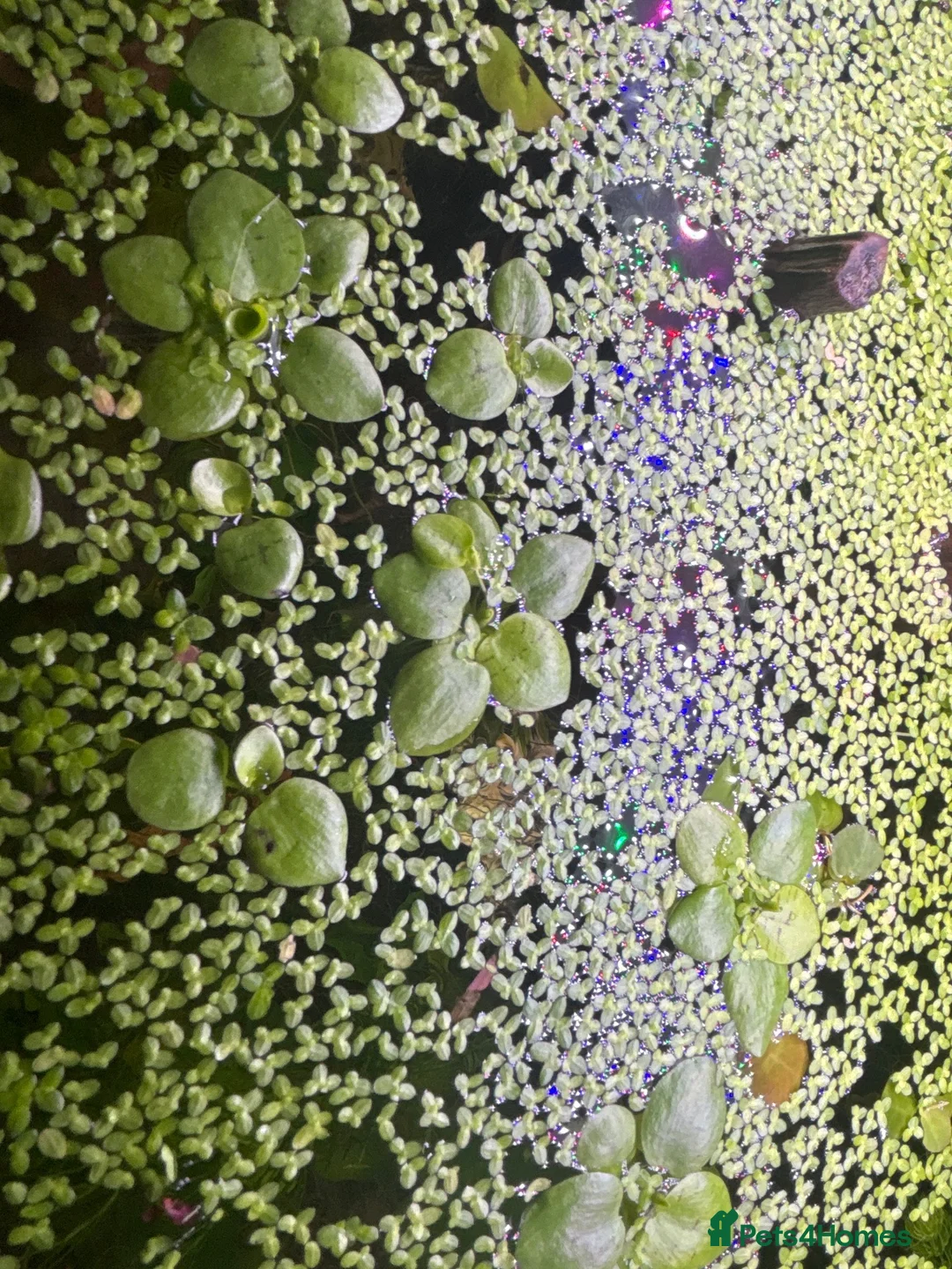 Angelfish fish for sale: Healthy frogbit  - Advert 2