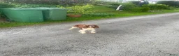 Cavapoo dogs for sale: Cavapoo  - Advert 2