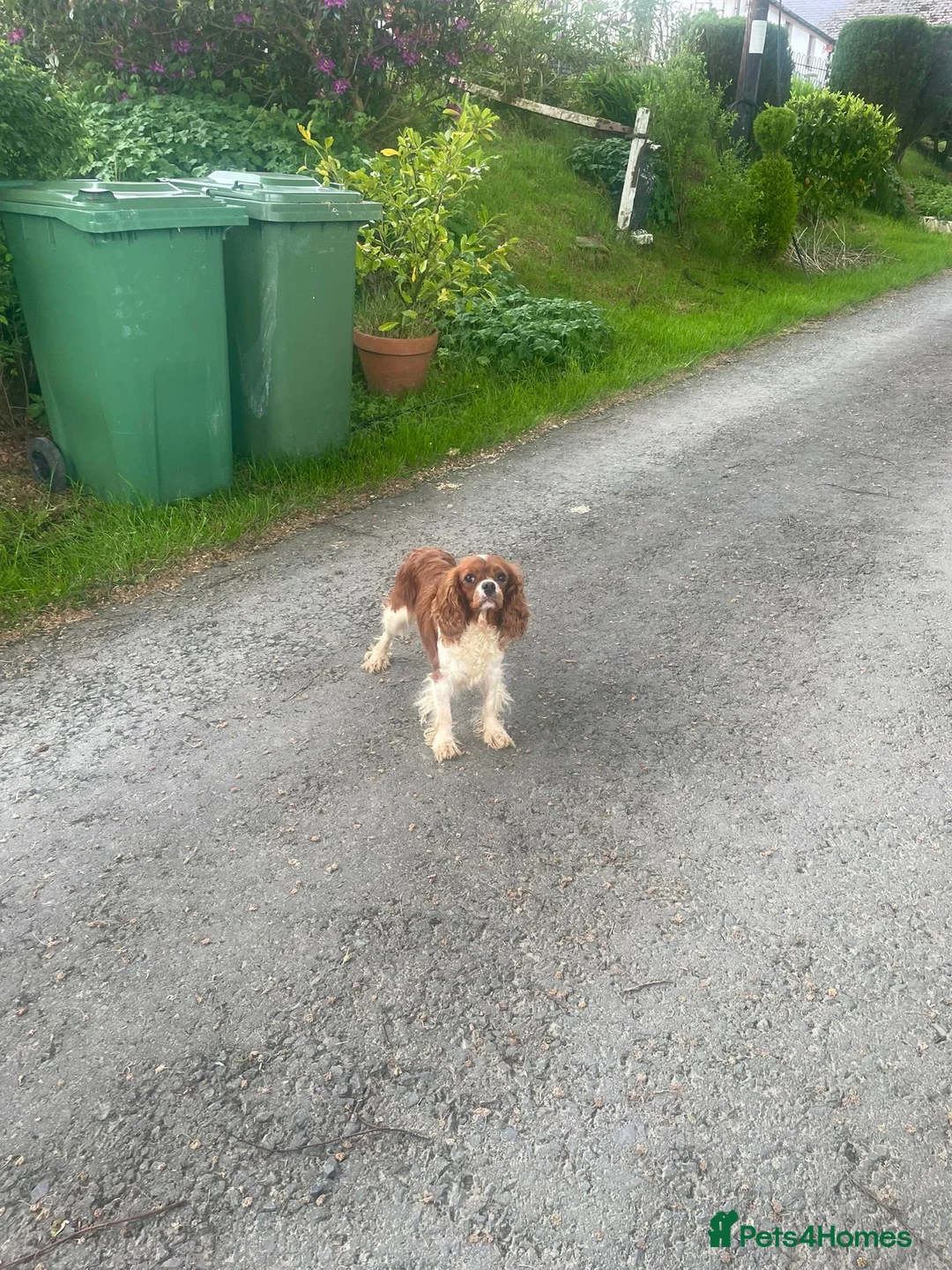 Cavapoo dogs for sale: Cavapoo  - Advert 2