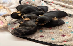 Yorkshire Terrier dogs for sale: Yorkshire terriers - Image 2