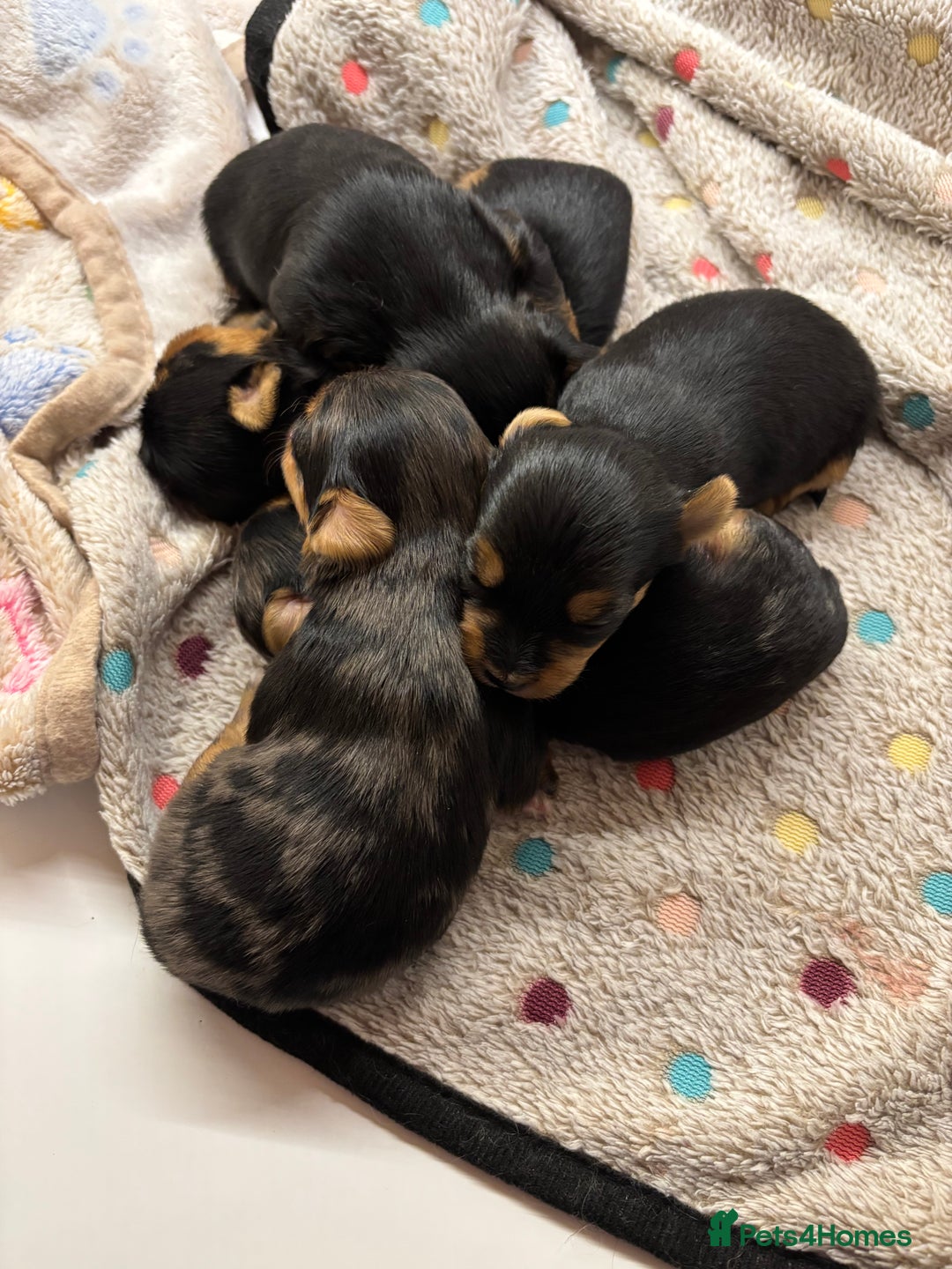 Yorkshire Terrier dogs for sale: Yorkshire terriers - Image 2