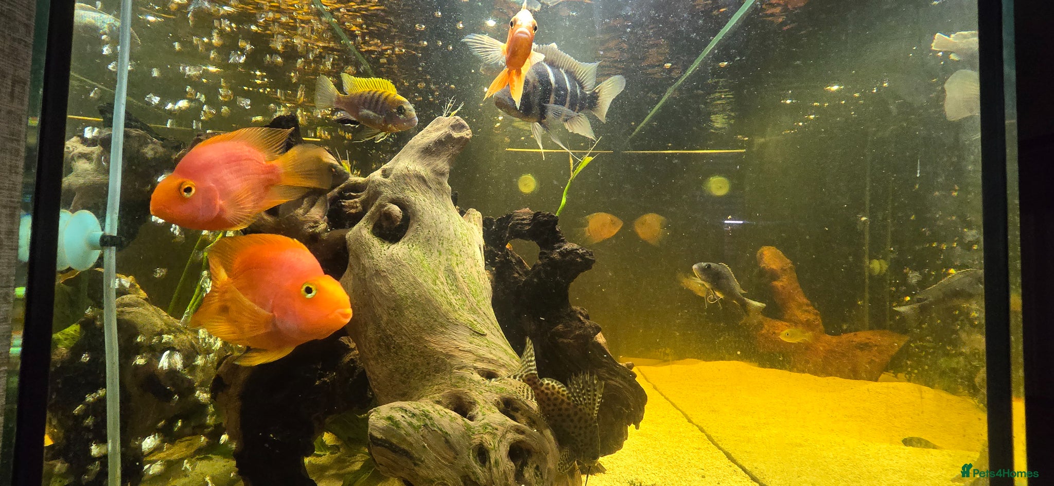 Cichlids fish Fish for sale  - Advert 1