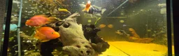 Cichlids fish for sale: Fish for sale  - Advert 1