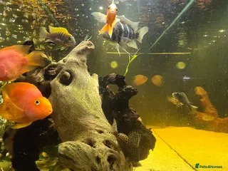 Cichlids fish Fish for sale - Advert 3