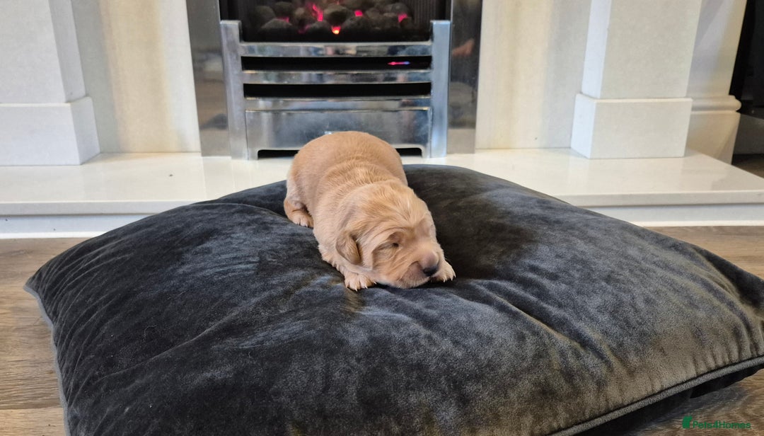 Golden Retriever dogs for sale: Festive Golden Retriever Puppies! - Advert 4