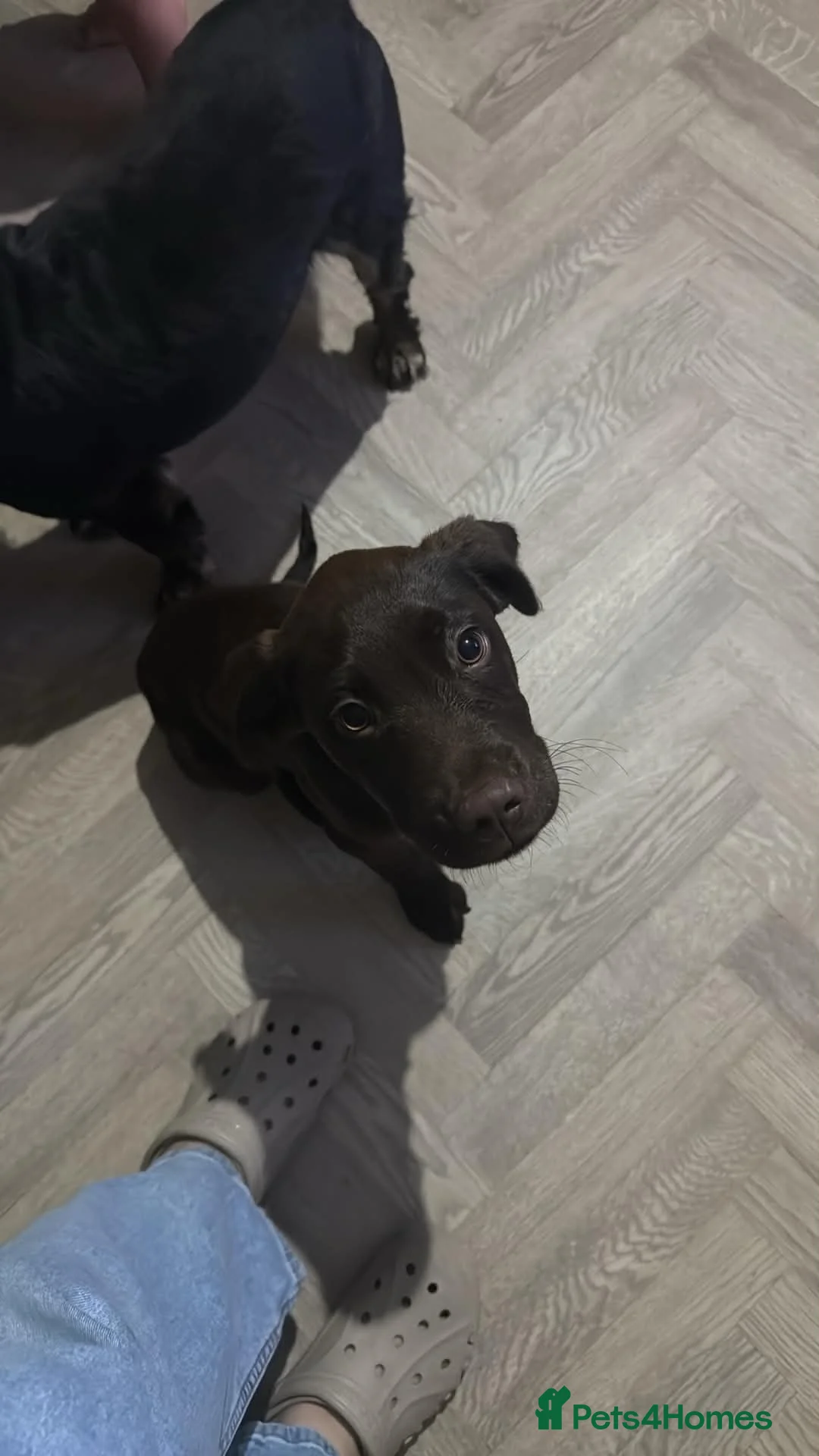 Springador dogs for sale: Ready Now! Beautiful Lab x Springer Spaniel  - Advert 2