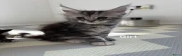 Maine Coon cats for sale: TICA Registered Maine Coon Kittens. Reserve please - Advert 8