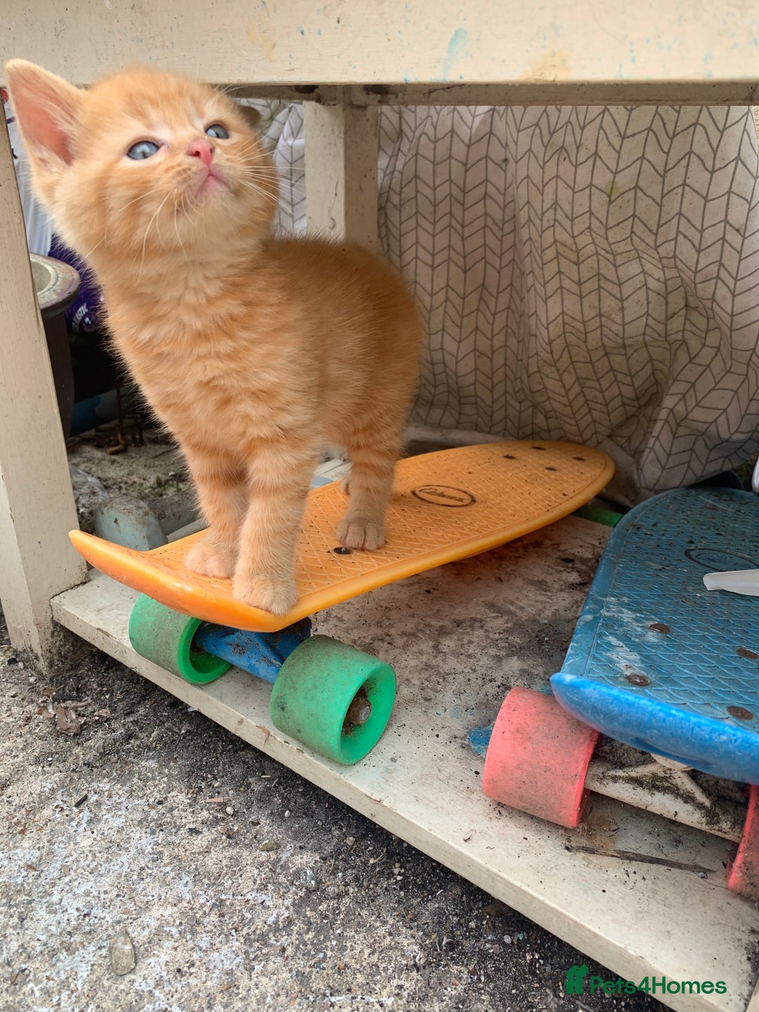 Mixed Breed cats for sale: 3 Fluffy kittens for sale 🥰 - Image 2