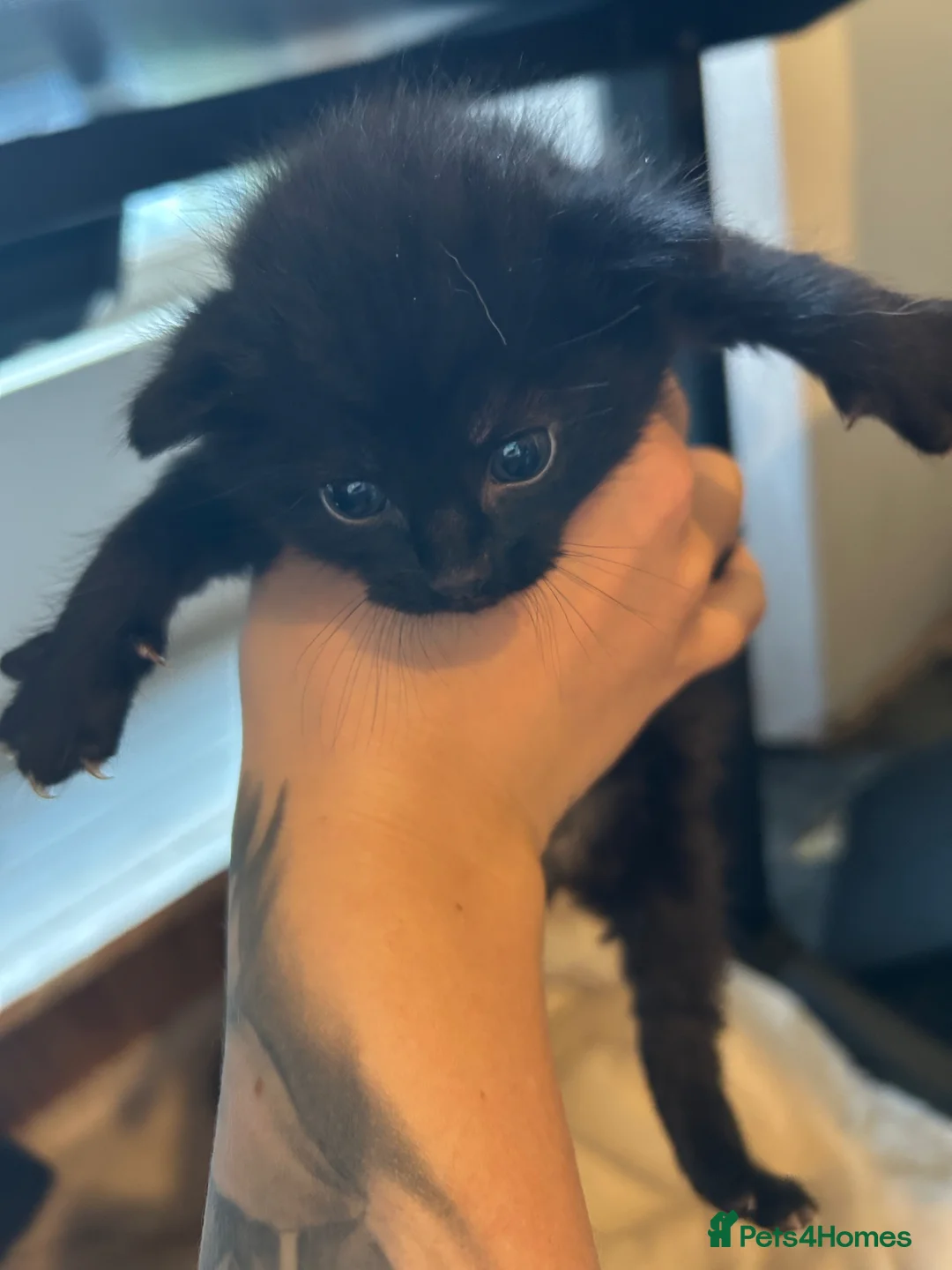 Mixed Breed cats for sale: X4 Black kittens - Advert 2