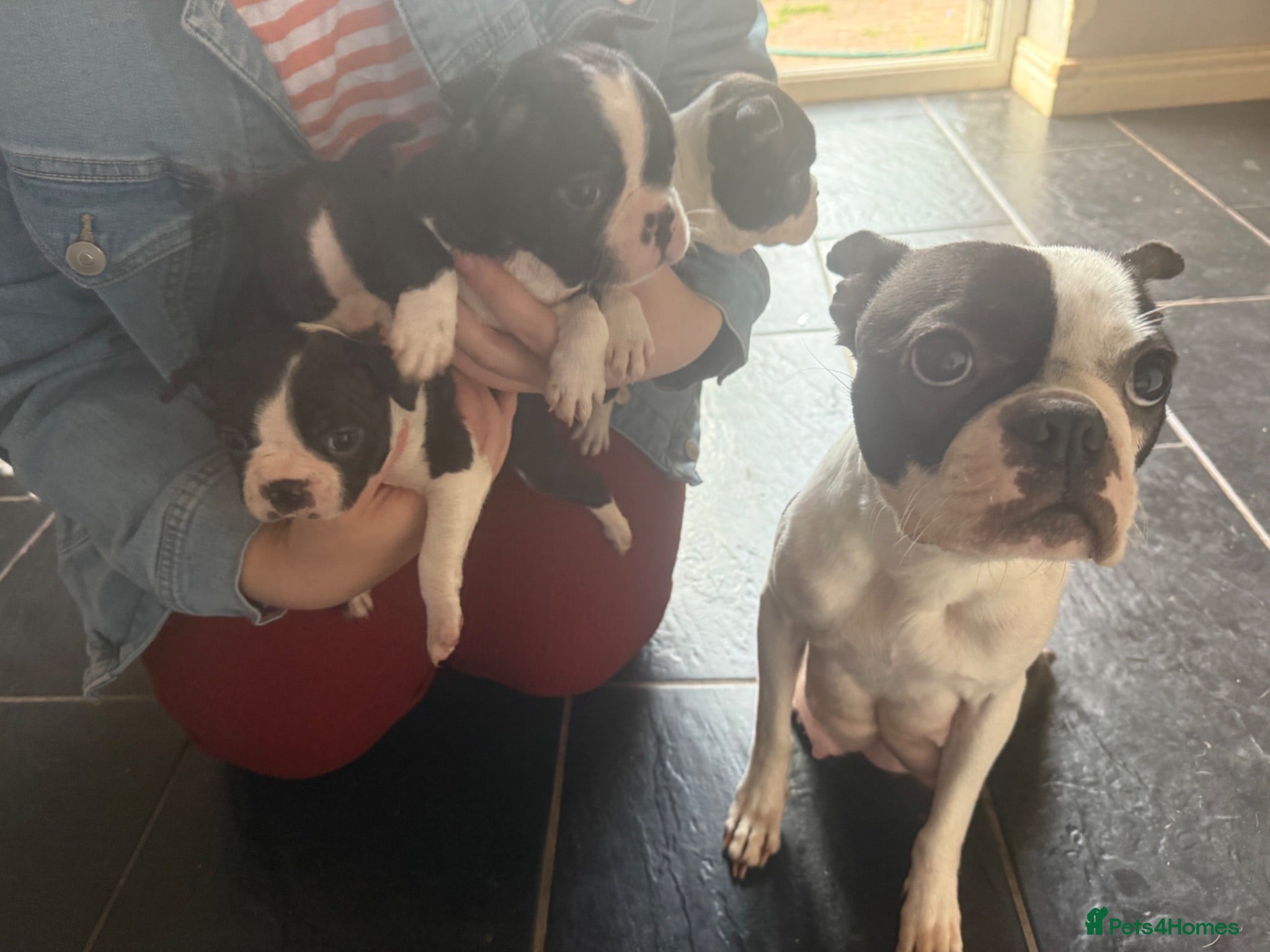 Boston Terrier dogs Gorgeous chunky Boston babies  - Advert 3