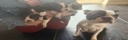 Boston Terrier dogs for sale: Gorgeous chunky Boston babies  - Advert 1