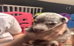 Whippet dogs for sale: Beautiful working whippets  - Image 8