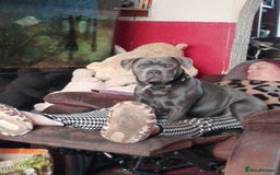 Staffordshire Bull Terrier dogs for stud: Blue staffy for stud - Image 3
