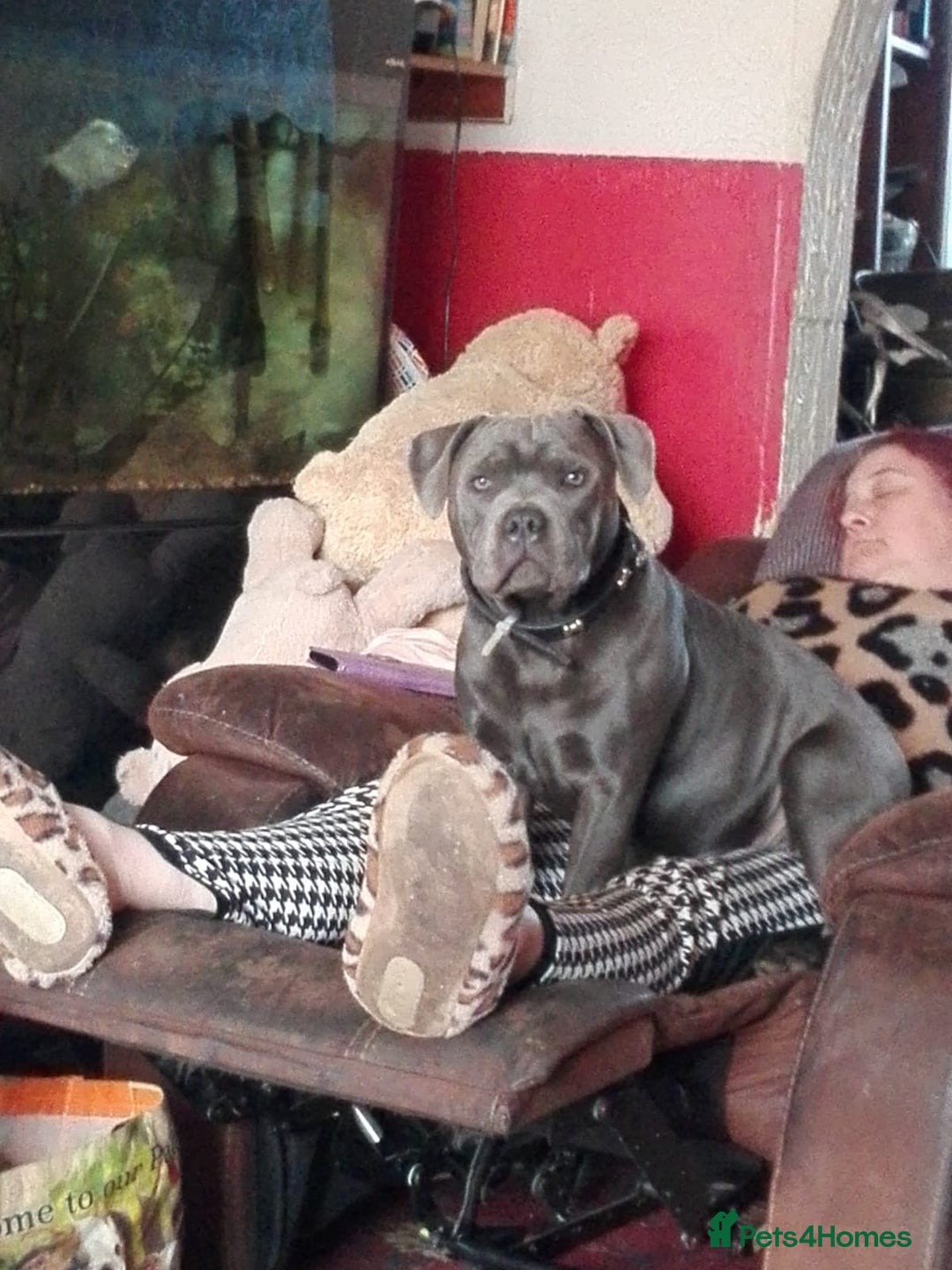 Staffordshire Bull Terrier dogs for stud: Blue staffy for stud - Image 3