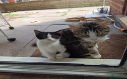 European cats for sale: Female kittens  - Image 7
