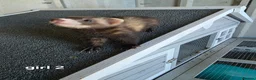 Ferret rodents for sale: 7 beautiful kits for sale  - Advert 3