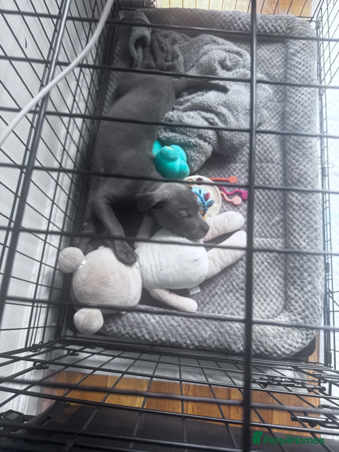 Staffordshire Bull Terrier dogs for sale: Beautiful Puppy Looking for His Forever Home 🐶 in Romford - Advert 2