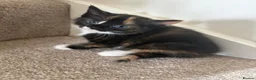 Mixed Breed cats for sale: Beautiful Tri Colour Calico Tuxedo Tabby Kittens - Advert 12