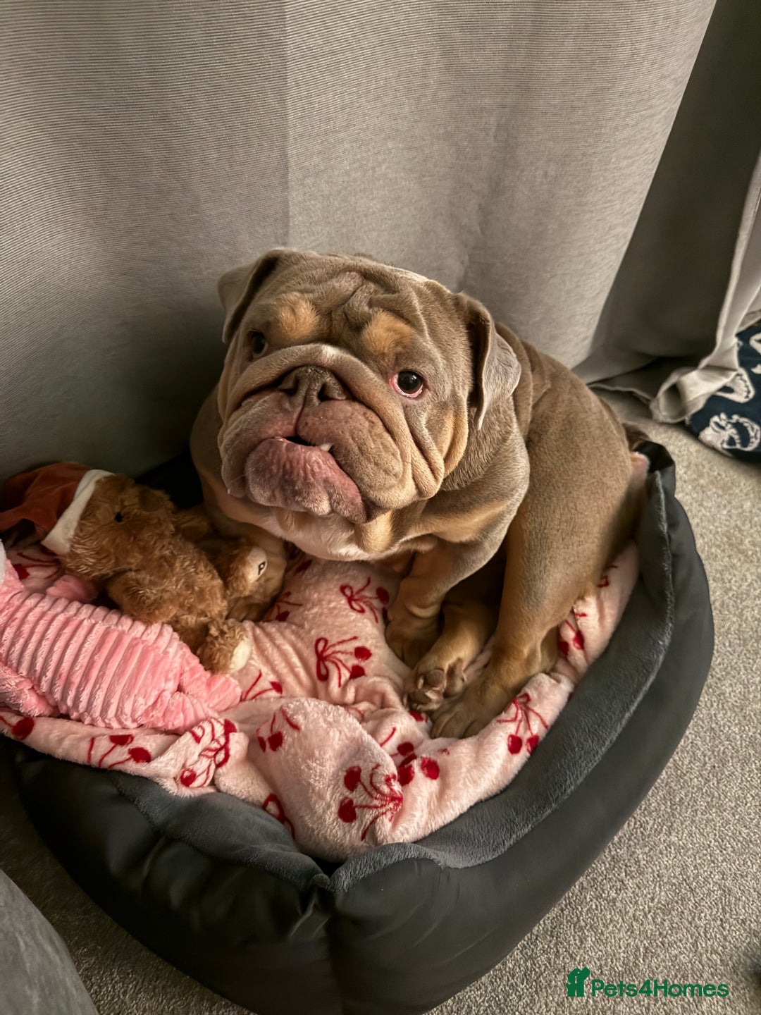 English Bulldog dogs for sale: URGENT merle english bulldog  - Advert 1
