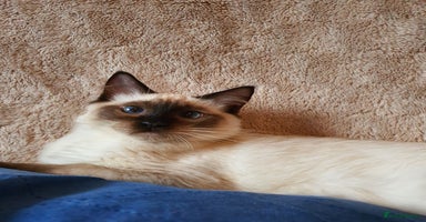Ragdoll cats - Advert 7