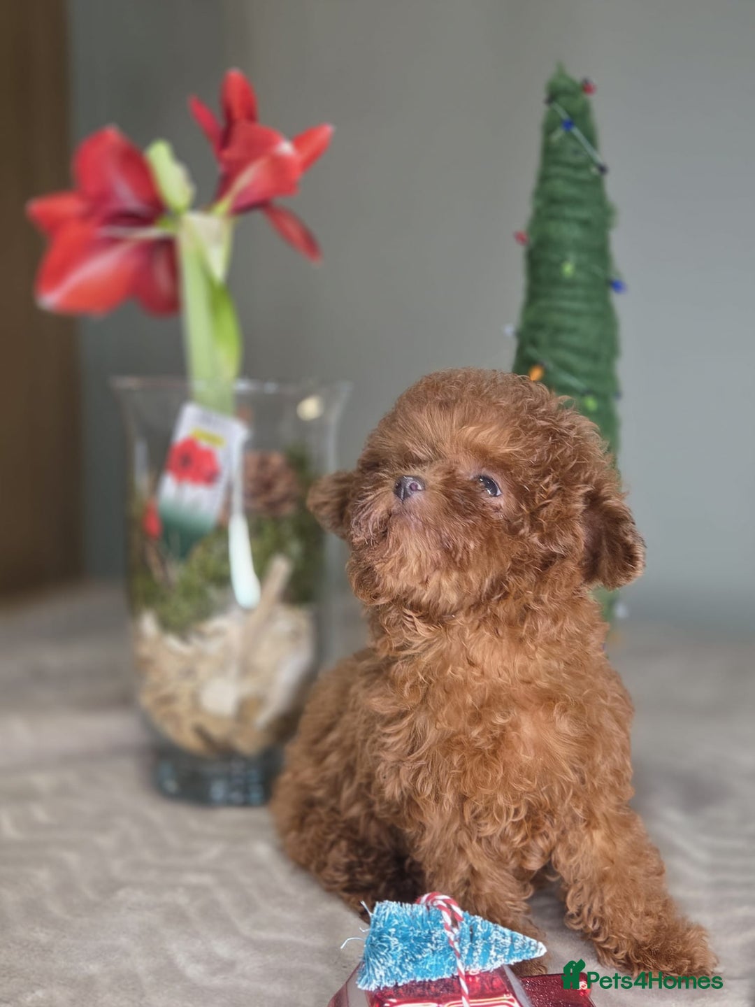 Toy Poodle dogs for sale: Full Asian girl - Advert 10