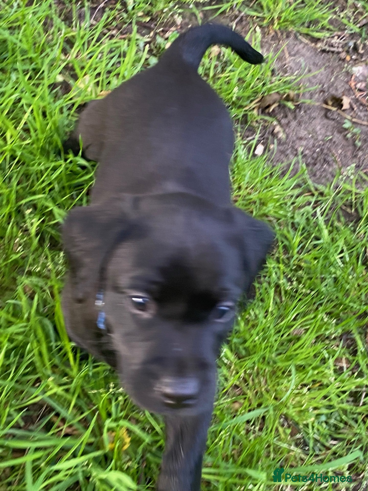 Labrador Retriever dogs Black Labrador puppies KC Reg - working background - Advert 2