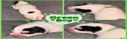 Siberian Husky dogs for sale: Siberian Husky pups - Advert 7
