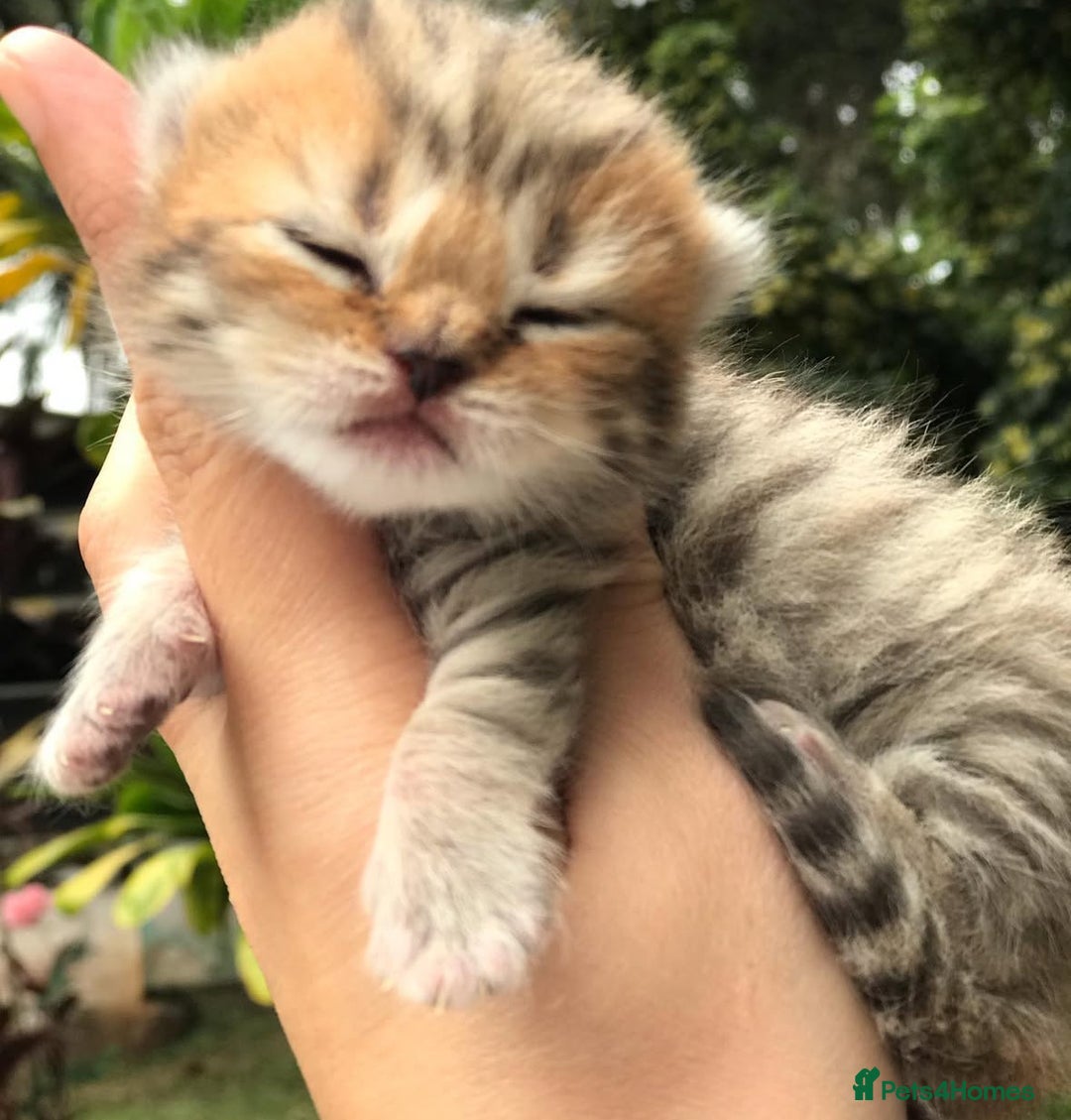 British Shorthair cats for sale: Beautiful golden spotted British shorthair kittens - Image 7