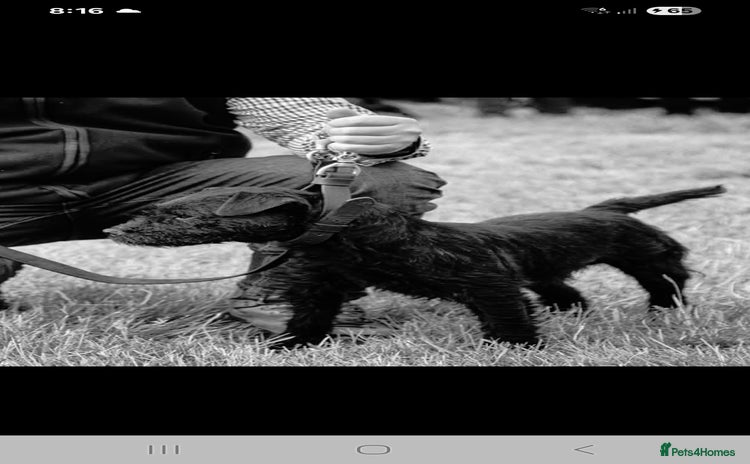 Patterdale Terrier dogs - Advert 1