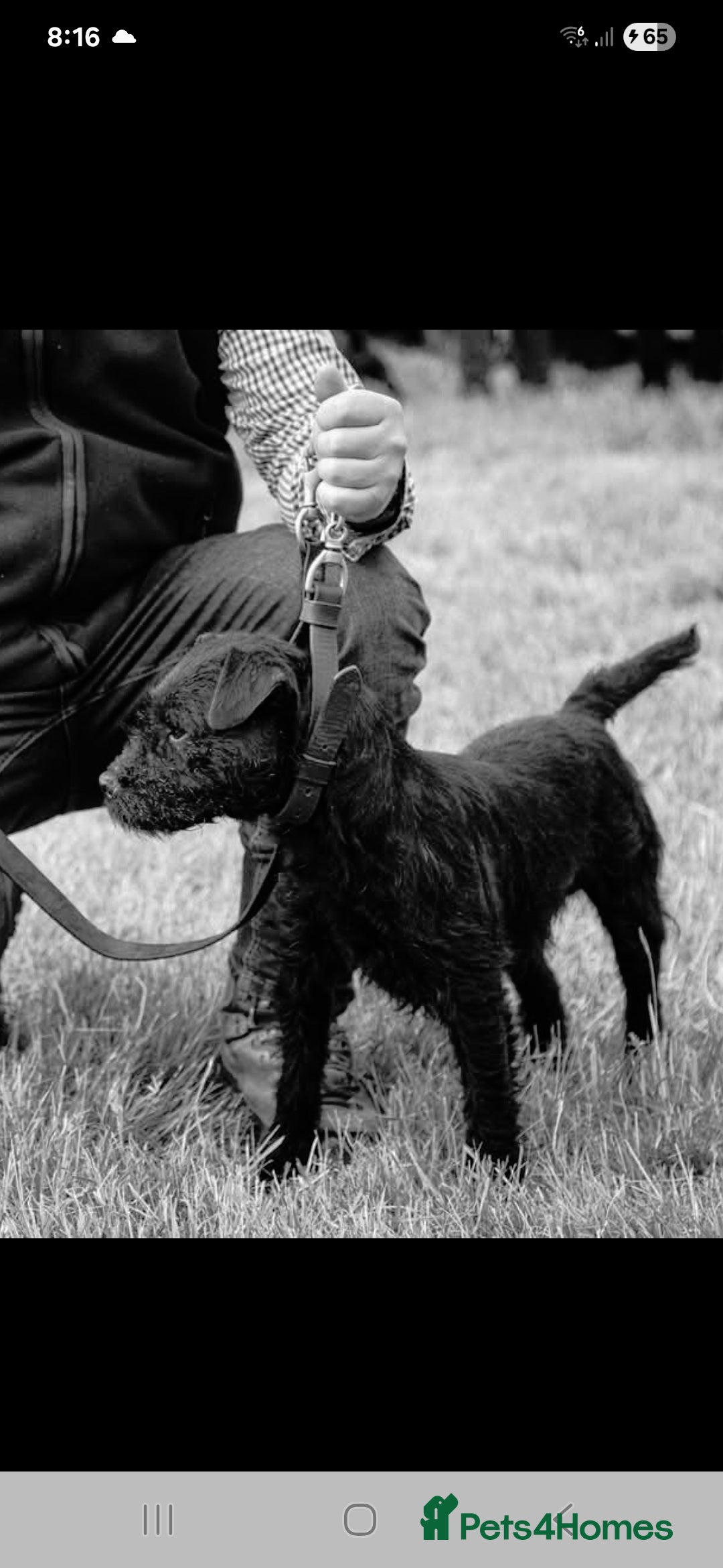Patterdale Terrier dogs for sale: Working Patterdale terrier  - Image 1