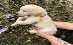 Mixed Breed dogs for sale: Beautiful Puppies looking for their forever home♥️ - Image 14