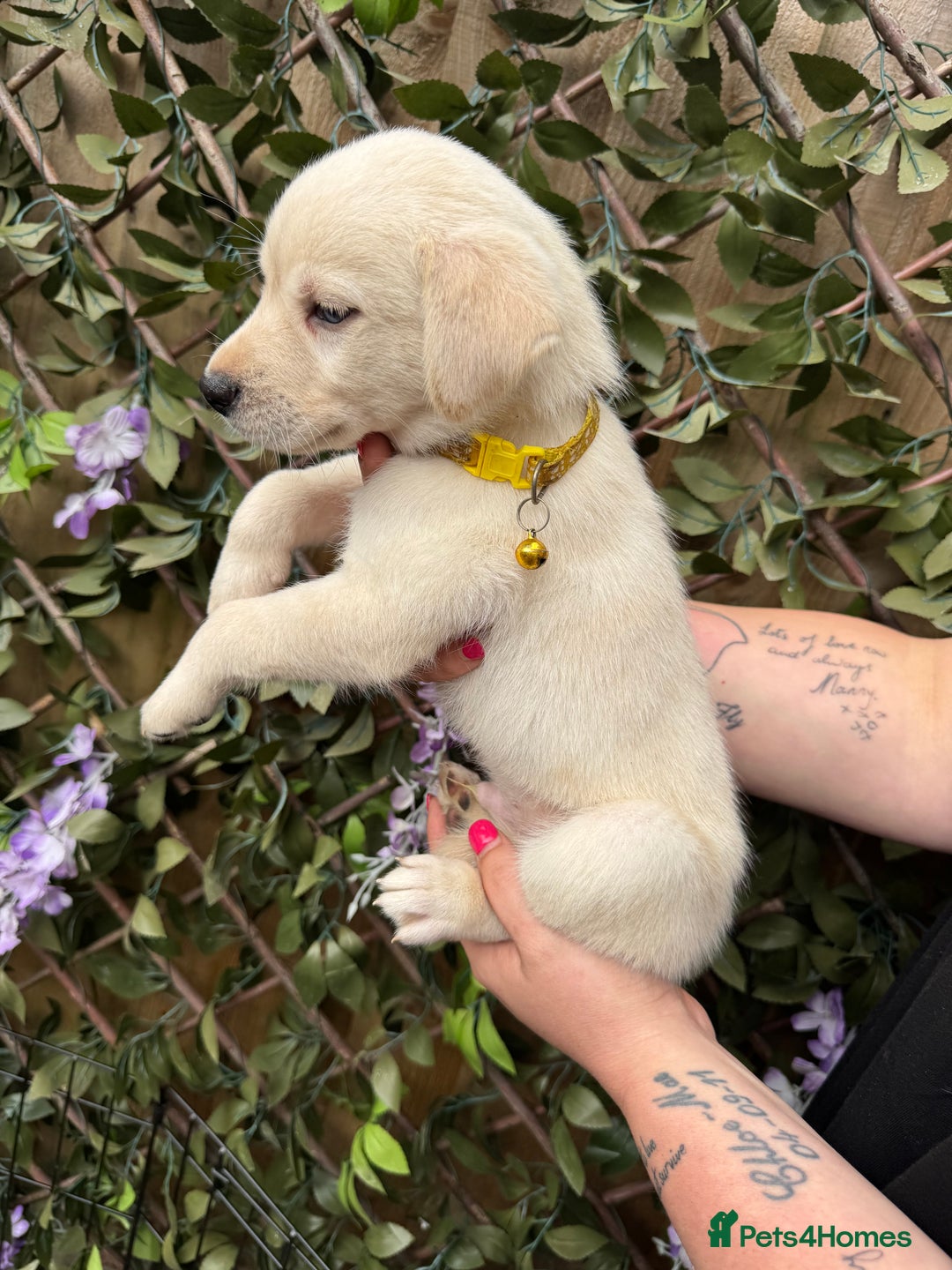 Mixed Breed dogs for sale: Beautiful Puppies looking for their forever home♥️ - Image 14