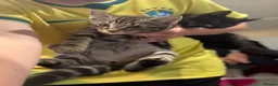British Shorthair cats for sale: 2 male kittens for sale. - Advert 4