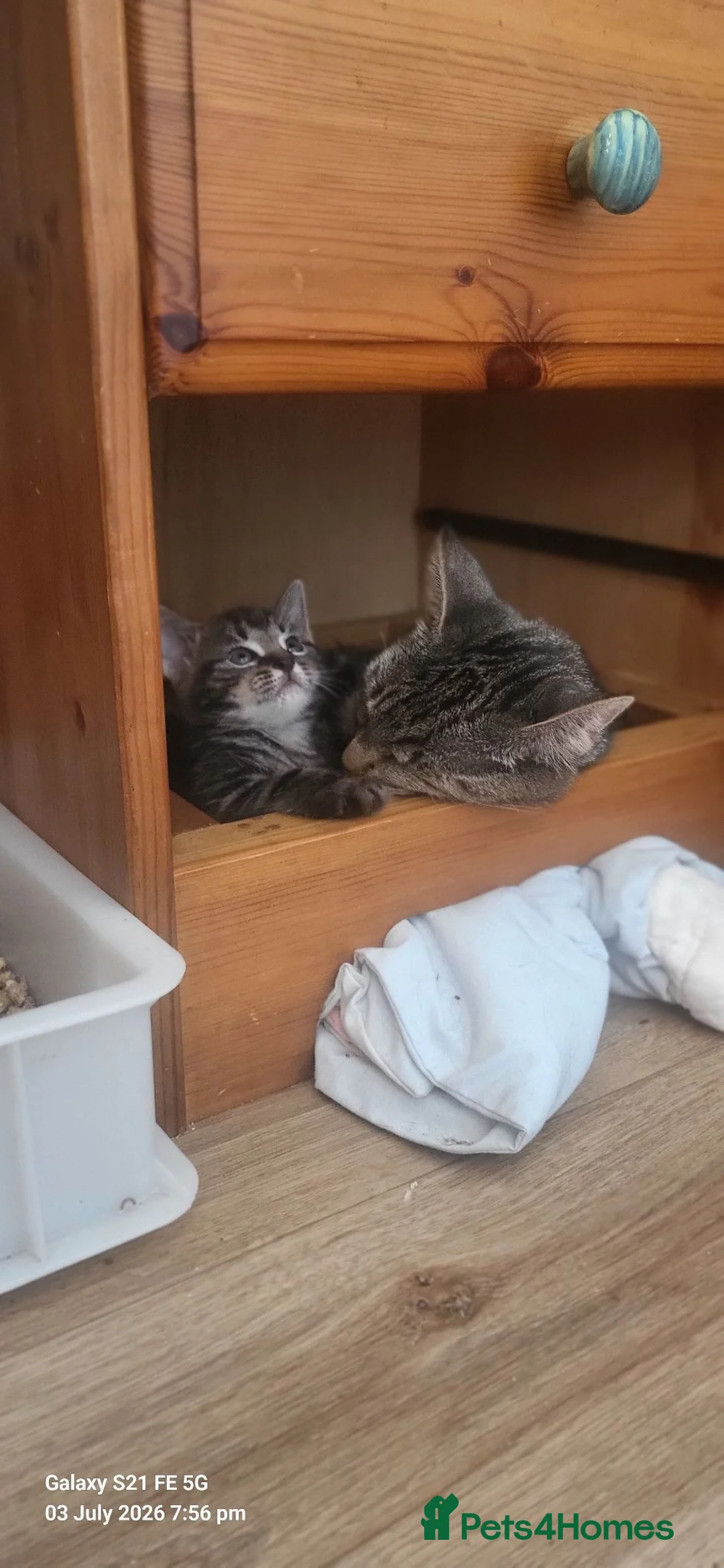British Shorthair cats for sale: Beautiful playful mixed kittens  - Advert 17