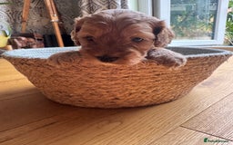 Cockapoo dogs for sale: Last Male fantastic champion line 20 combined  - Image 33