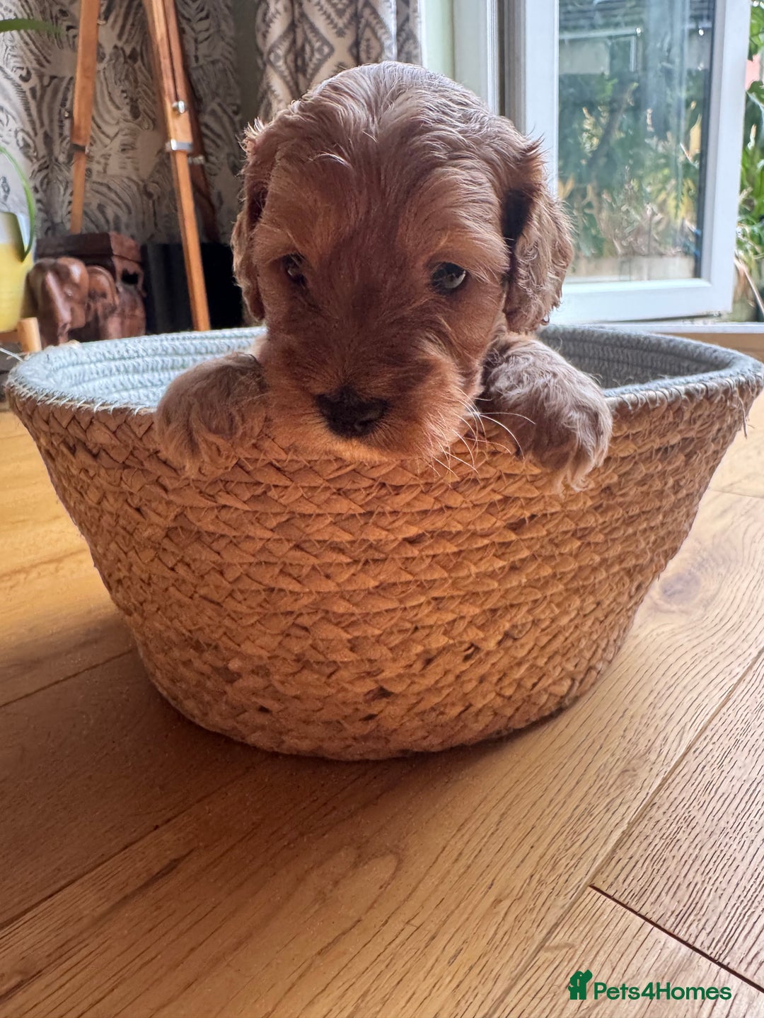 Cockapoo dogs for sale: Last Male fantastic champion line 20 combined  - Image 33