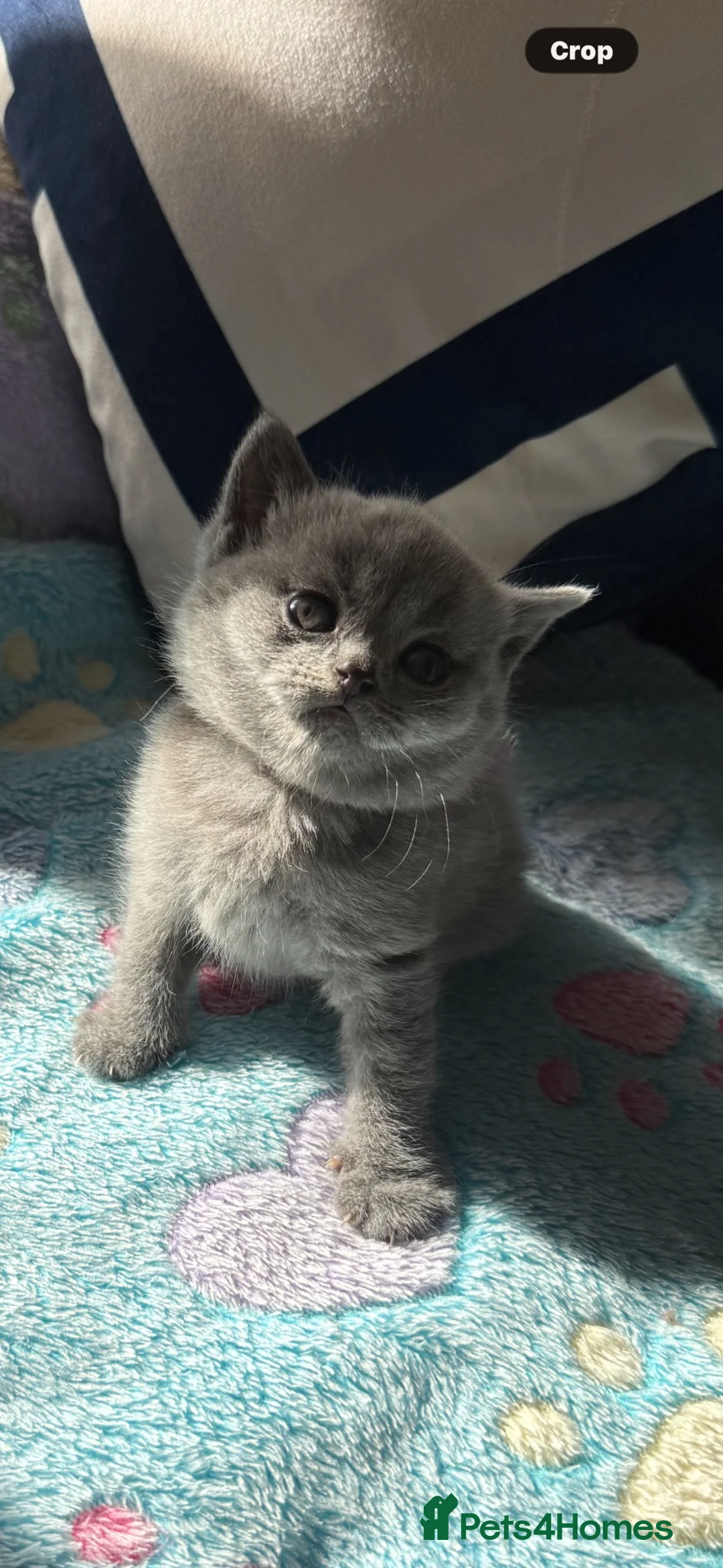 British Shorthair cats for sale: British shorthair pedigree kittens - Advert 8
