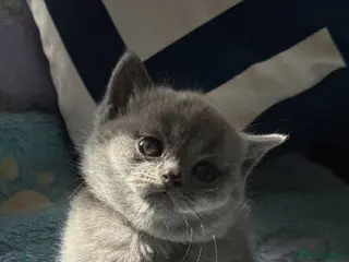 British Shorthair cats British shorthair pedigree kittens - Advert 3