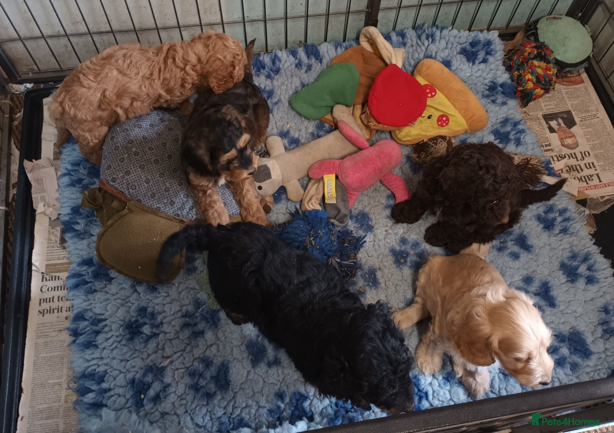 Cockapoo dogs STUNNING F1b COCKAPOO FROM 5* LICENCED BREEDER - Advert 6
