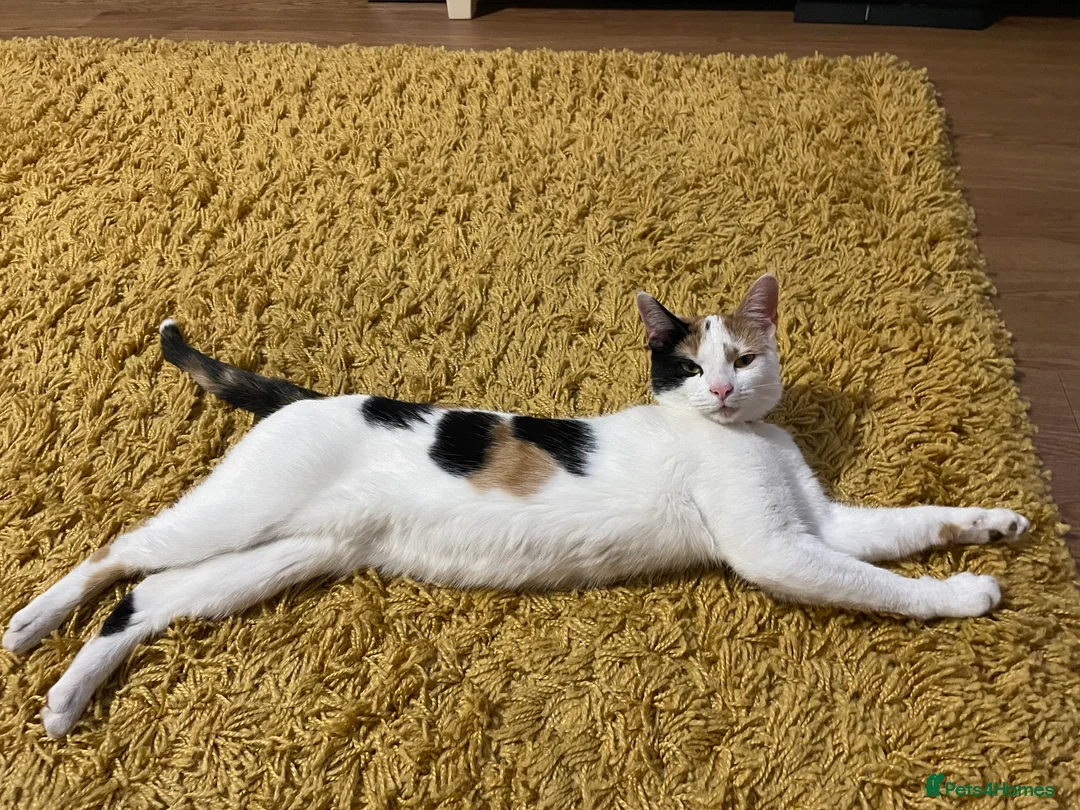 Mixed Breed cats for sale: Mixed breed female  - Advert 3