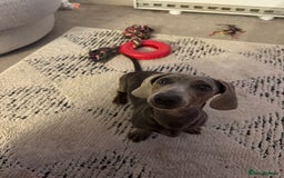 Miniature Dachshund dogs for sale: Miniature dachshund for sale - Image 5