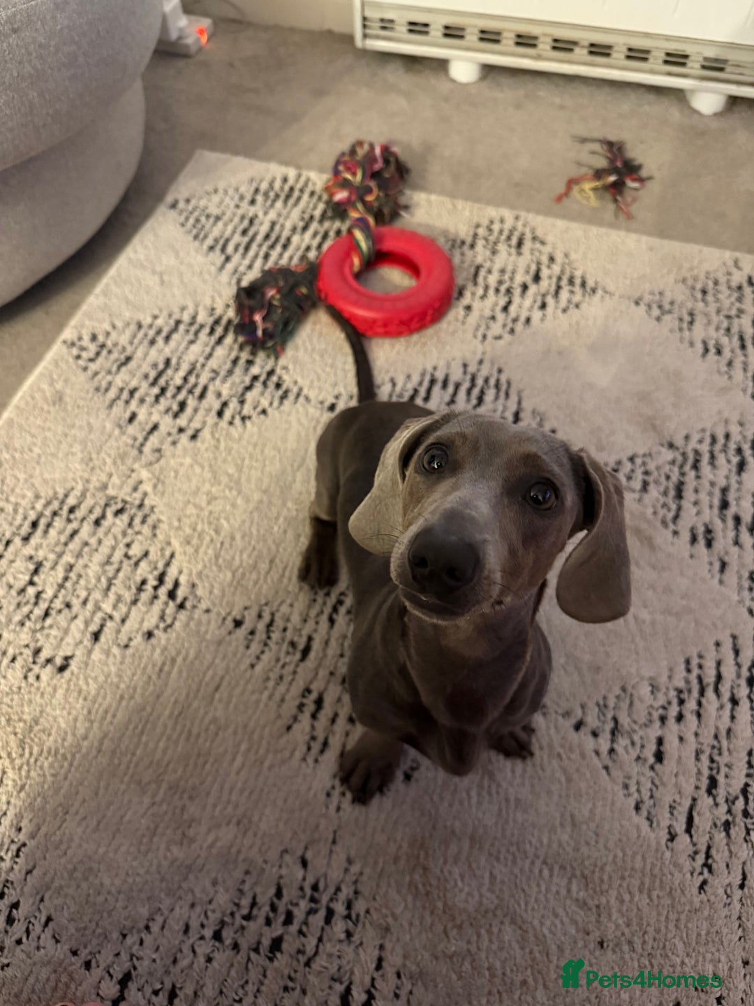 Miniature Dachshund dogs for sale: Miniature dachshund for sale - Image 5