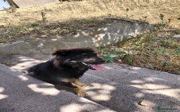 Mixed Breed dogs for adoption: ROBY, a superb puppy boy - for a Loving Home - Image 7