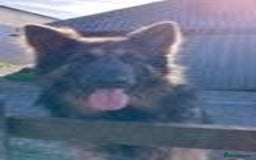 German Shepherd dogs for sale: Adorable German Shepherd Pups - Advert 3