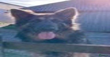 German Shepherd dogs Adorable German Shepherd Pups - Advert 9