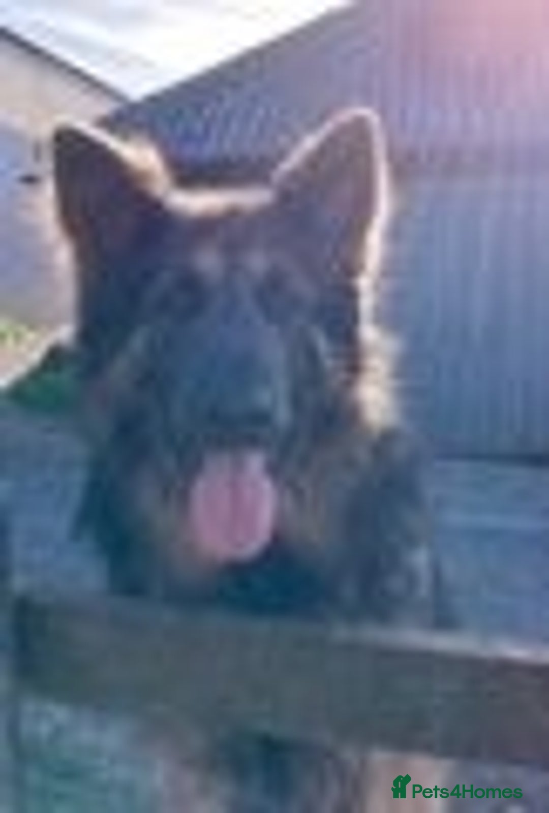 German Shepherd dogs for sale: Adorable German Shepherd Pups - Advert 3