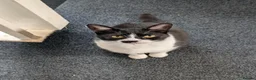 Domestic Shorthair cats for sale: Topsy - Looking for a new home  - Advert 1