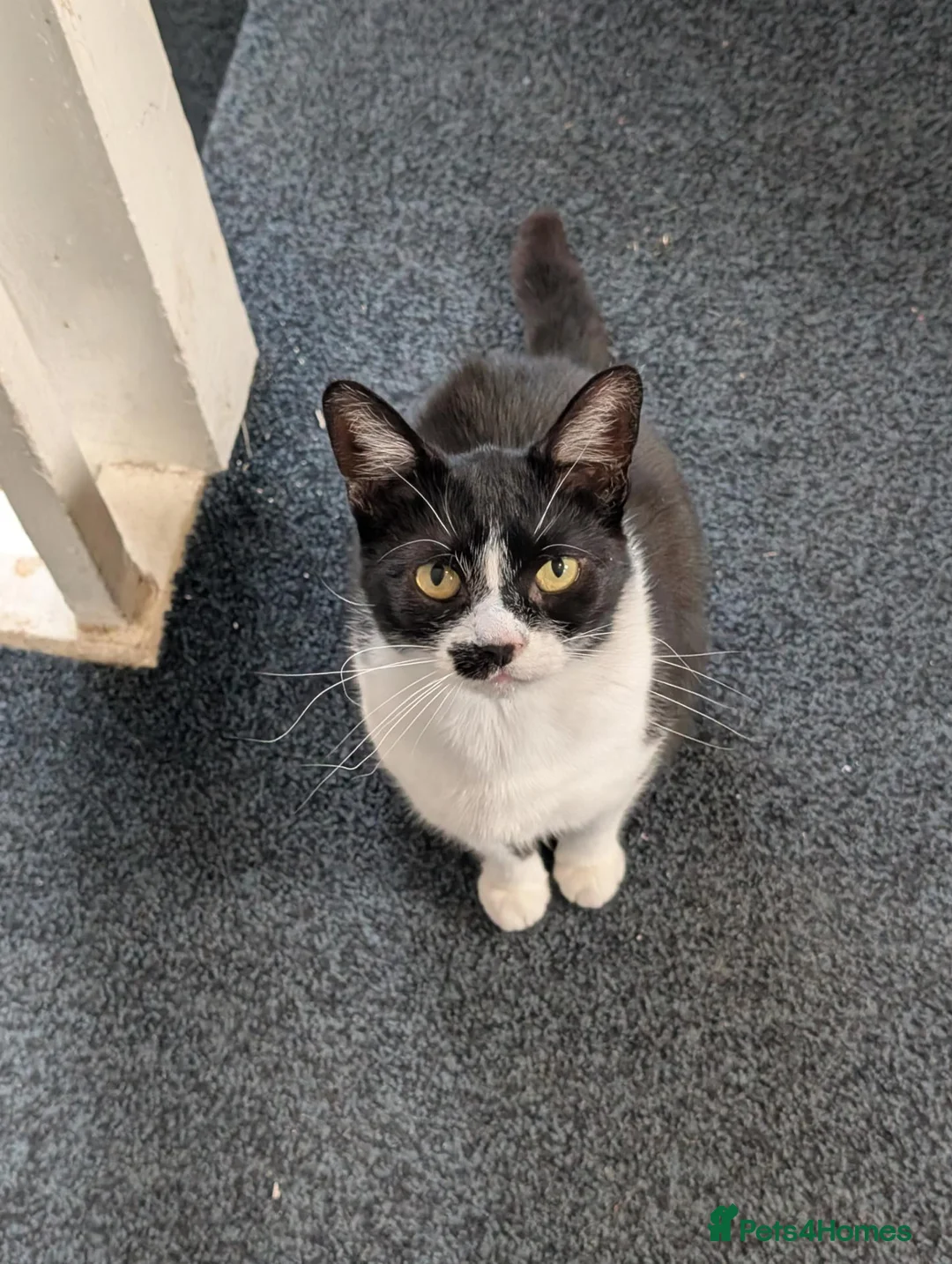 Domestic Shorthair cats for sale: Topsy - Looking for a new home  - Advert 1