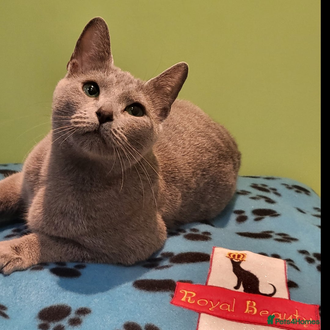 Russian Blue cats for sale: 🏅TOP Quality GCCF Reg Russian Blue Kittens🏆 - Image 11